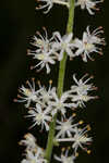 Coastal false asphodel